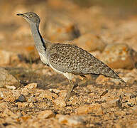 Outarde houbara