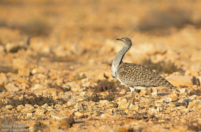 Outarde houbara femelle adulte, identification