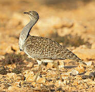 Outarde houbara