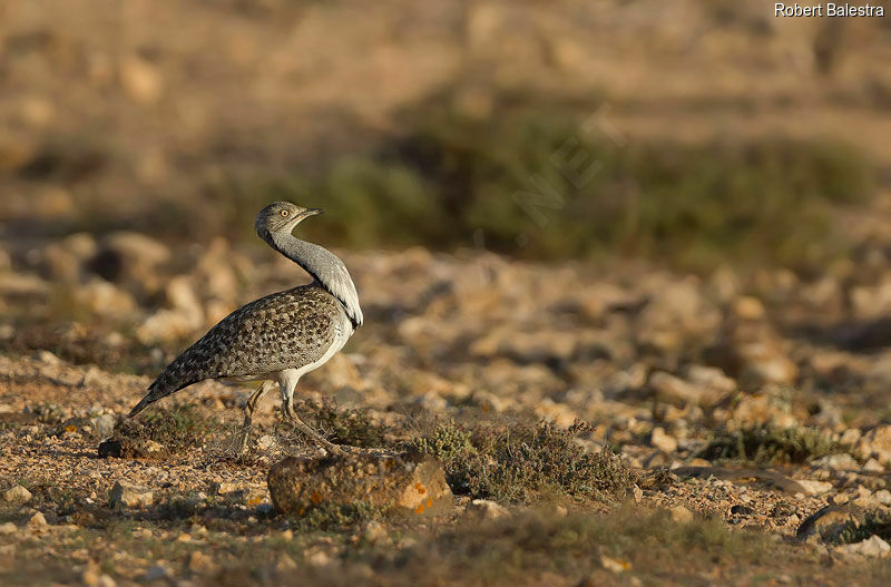 Outarde houbara