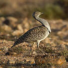 Outarde houbara
