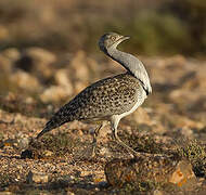 Outarde houbara