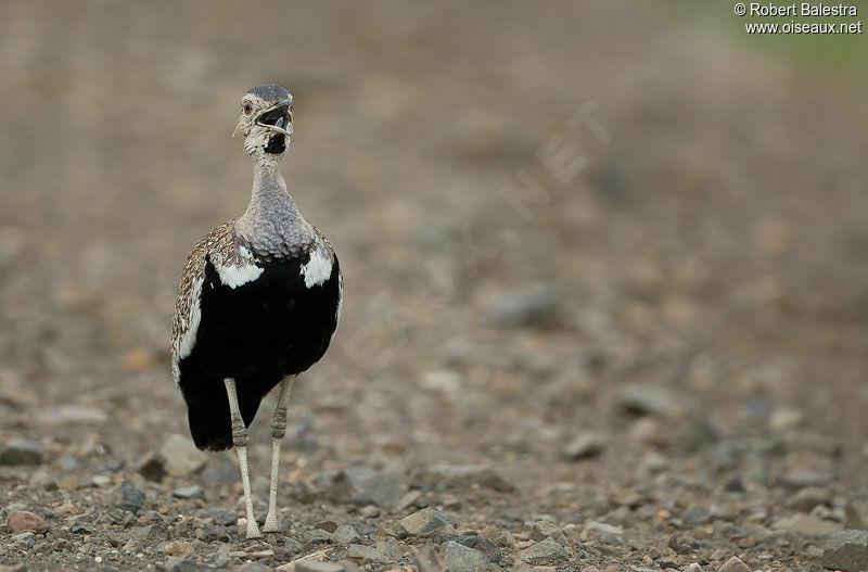 Red-crested Korhaan male adult