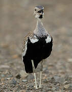 Red-crested Korhaan