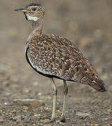 Red-crested Korhaan