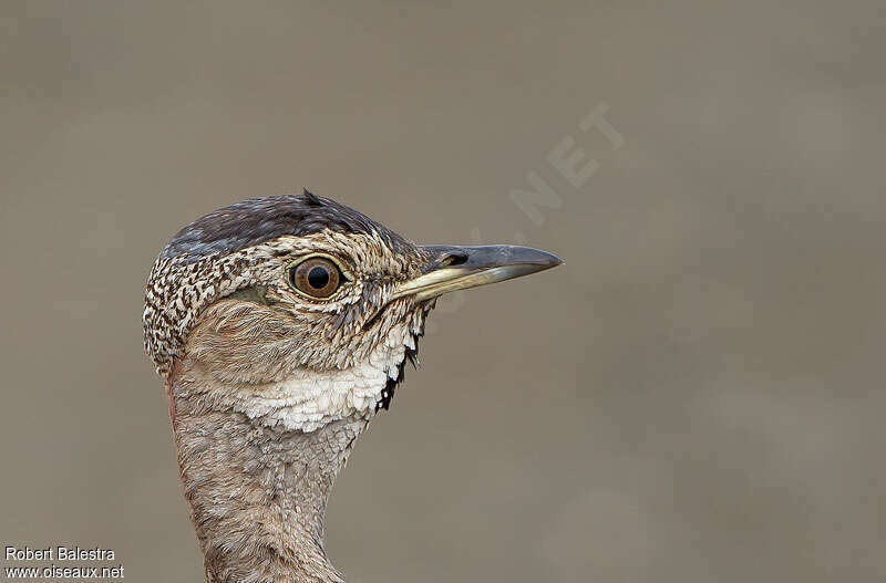 Red-crested Korhaan male adult, close-up portrait