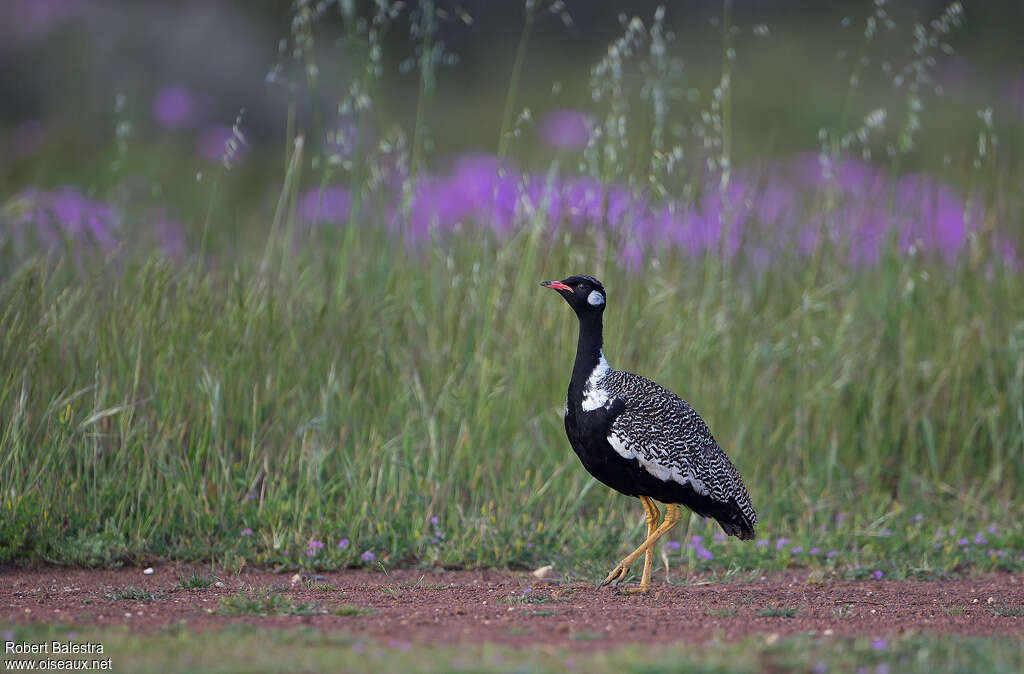 Southern Black Korhaan male adult