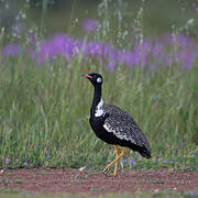 Southern Black Korhaan