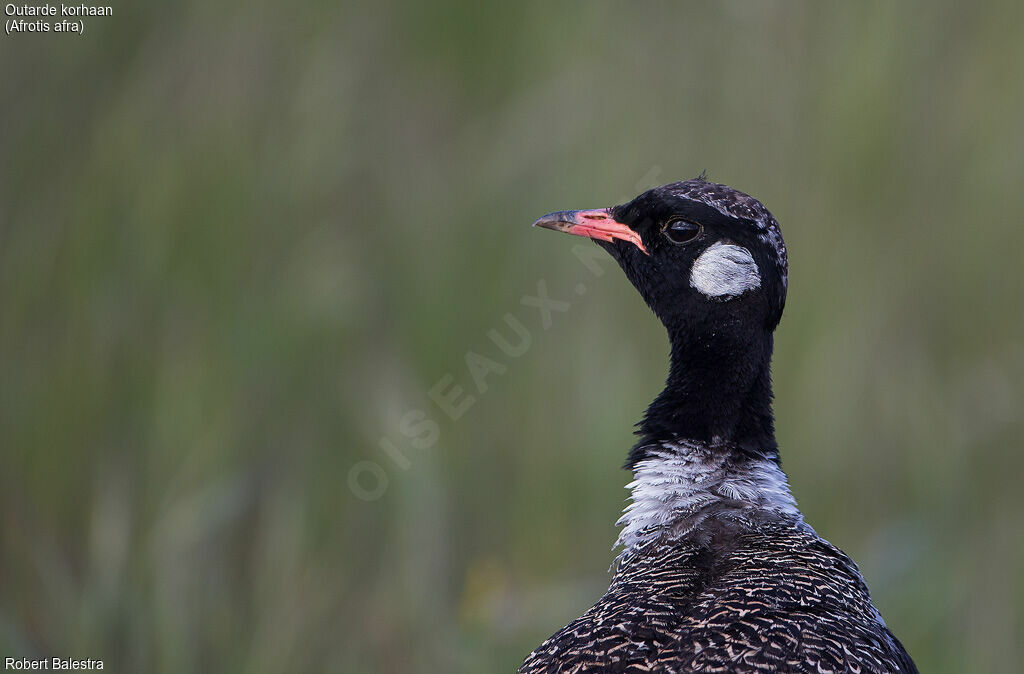 Southern Black Korhaan