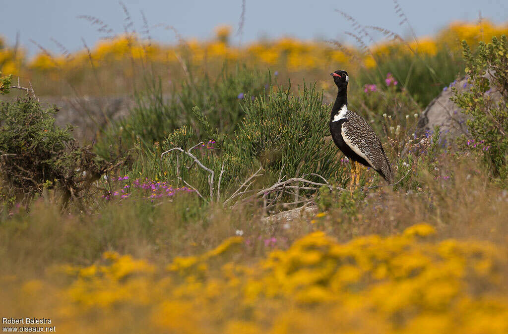 Southern Black Korhaan male adult, habitat