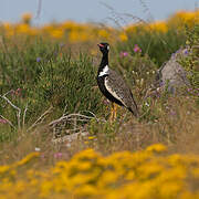 Southern Black Korhaan