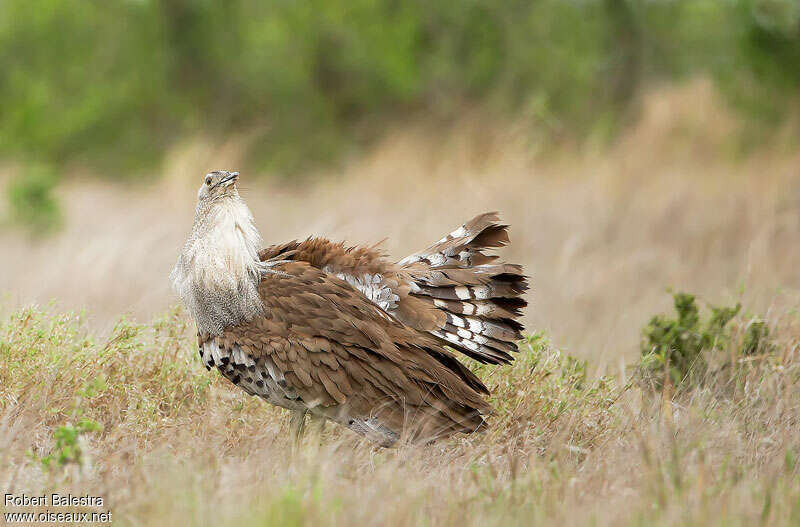 Kori Bustard male adult, courting display