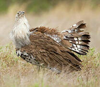 Kori Bustard