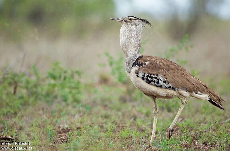 Kori Bustard male adult, identification