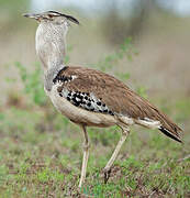 Kori Bustard