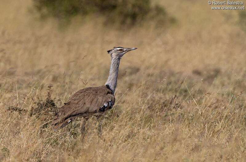 Kori Bustard