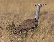 Kori Bustard