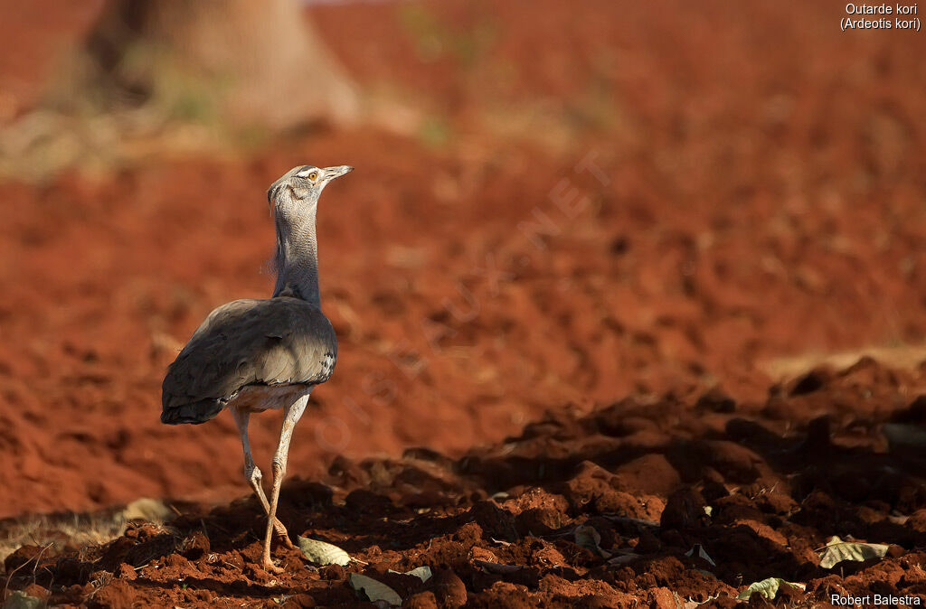 Kori Bustard