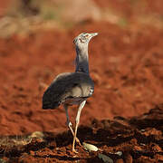 Kori Bustard