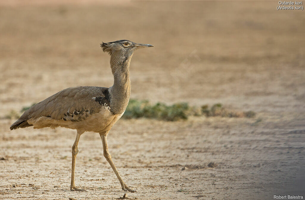 Kori Bustard