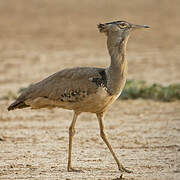 Kori Bustard