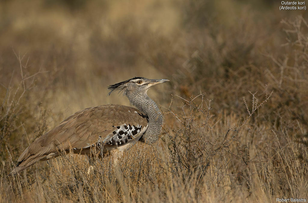 Kori Bustard