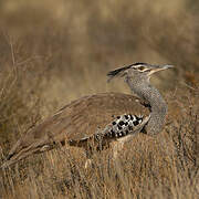 Kori Bustard