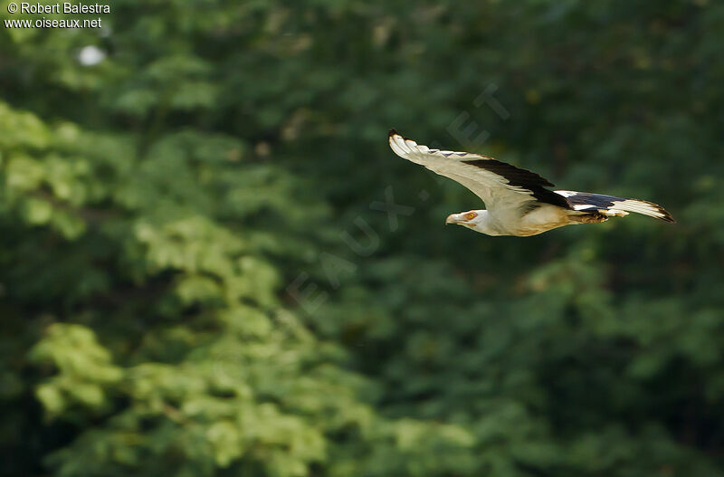 Palm-nut Vulture