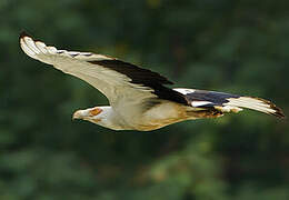 Palm-nut Vulture