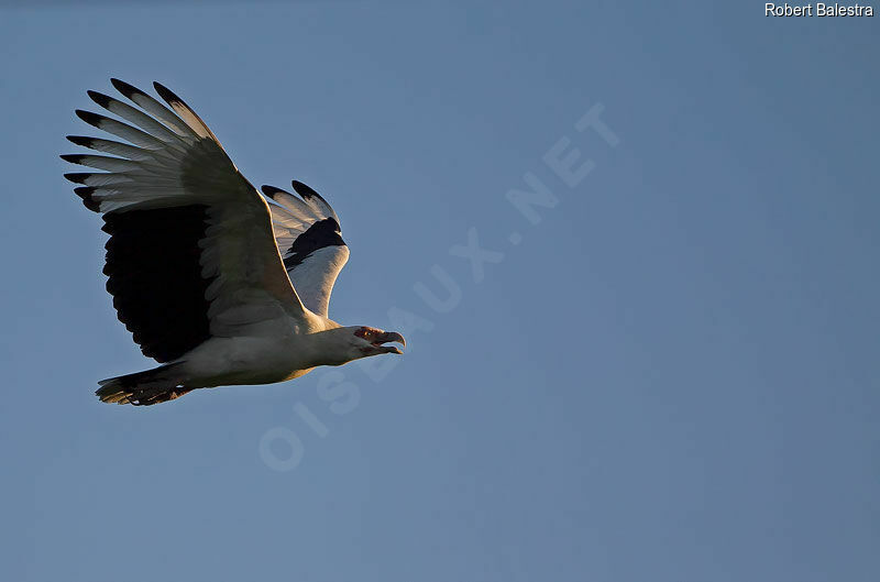 Palm-nut Vulture