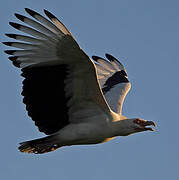 Palm-nut Vulture