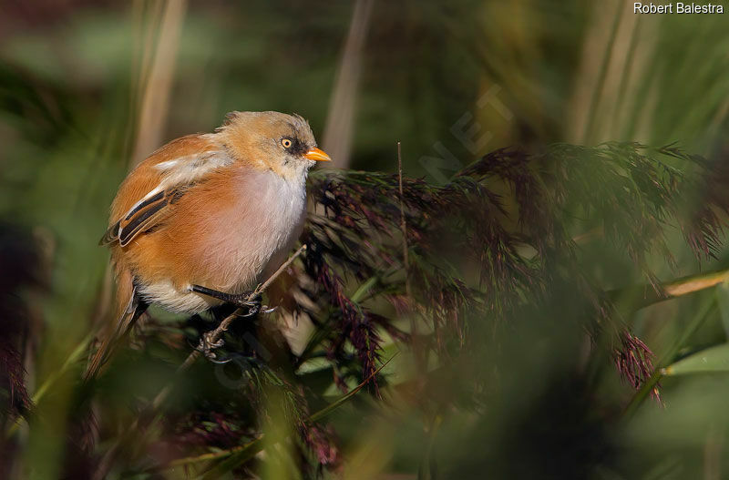 Bearded Reedlingjuvenile