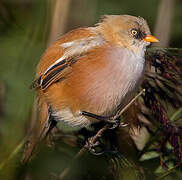 Bearded Reedling