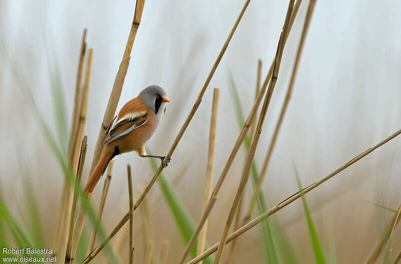 Bearded Reedling male adult breeding, identification