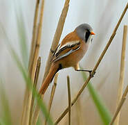 Bearded Reedling