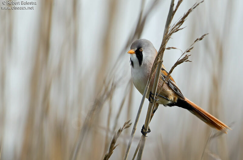 Bearded Reedling male