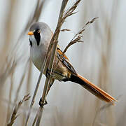 Bearded Reedling