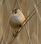 Bearded Reedling