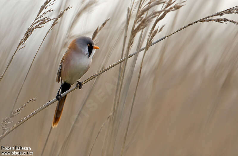 Bearded Reedling male adult, identification