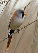 Bearded Reedling