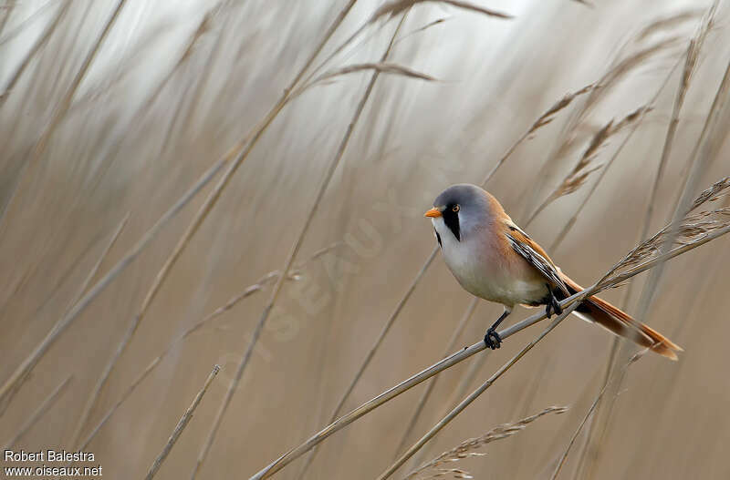 Bearded Reedling male adult breeding, identification