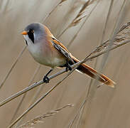 Bearded Reedling