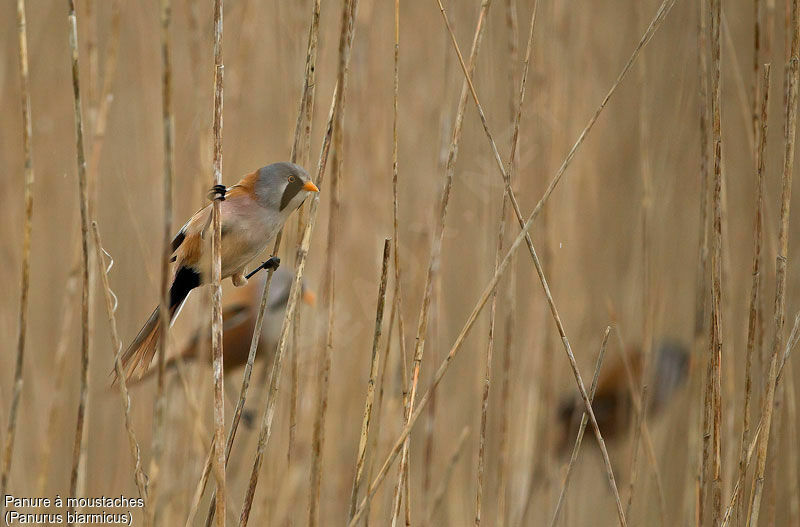 Bearded Reedling