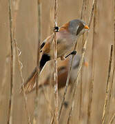 Bearded Reedling