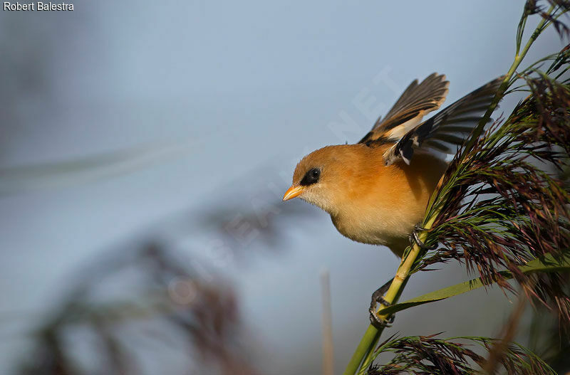 Bearded Reedlingjuvenile