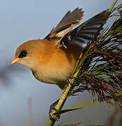 Bearded Reedling