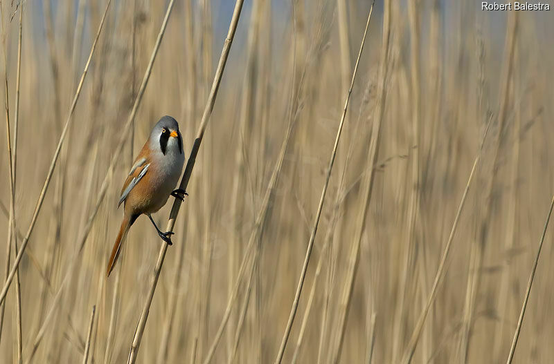 Bearded Reedling male