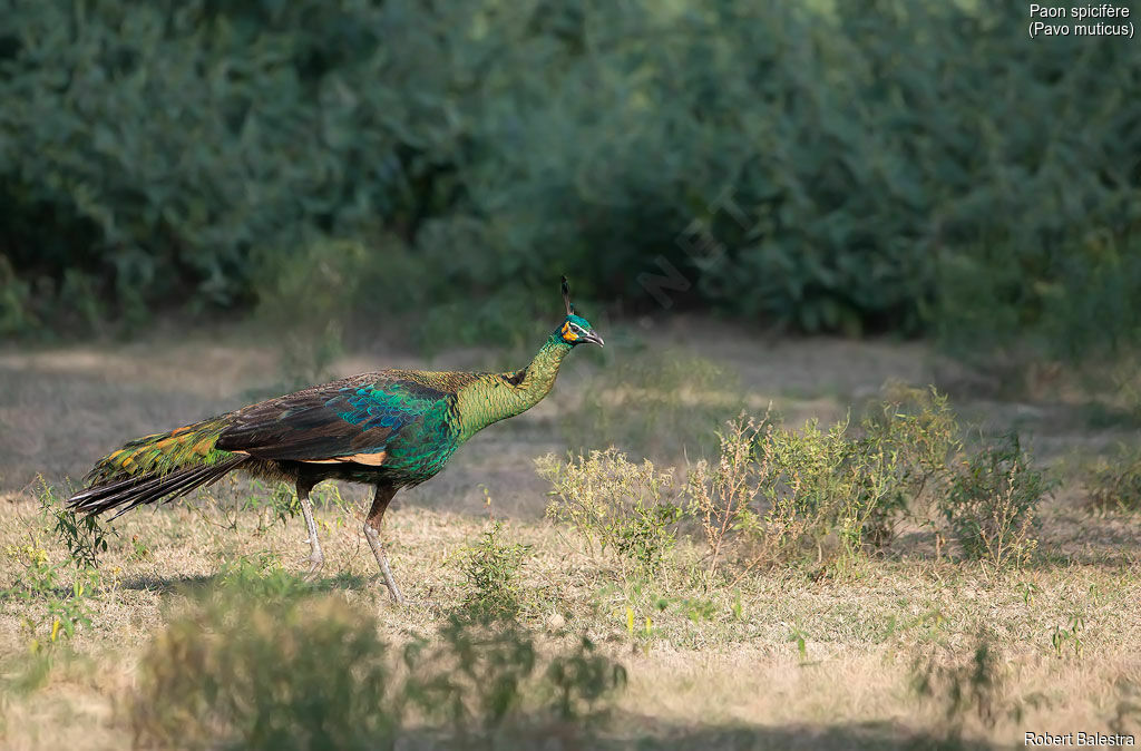 Green Peafowl