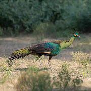 Green Peafowl