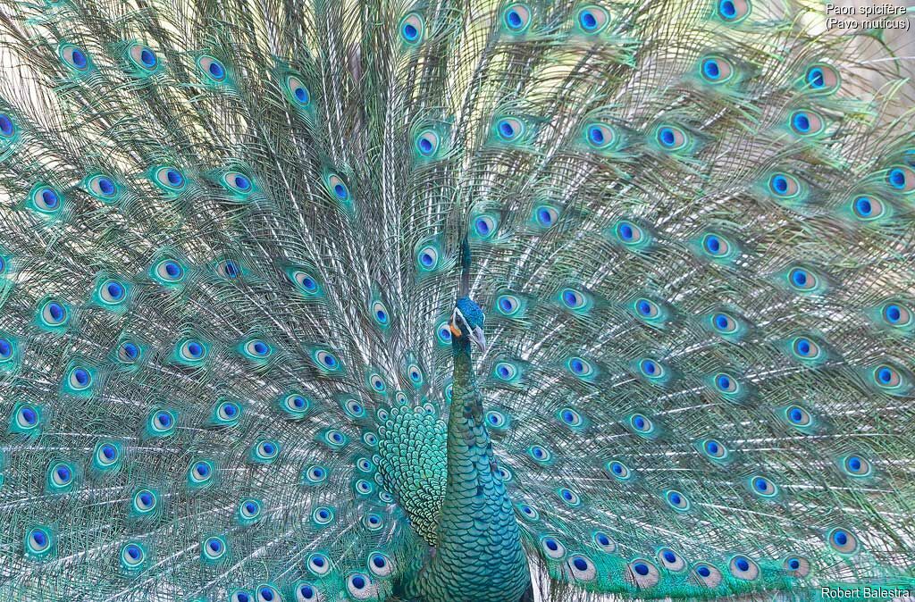 Green Peafowl